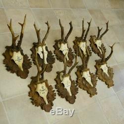 9 Piece Original Old Antique Deer Antlers With Long Nose Deer Antler On Signs