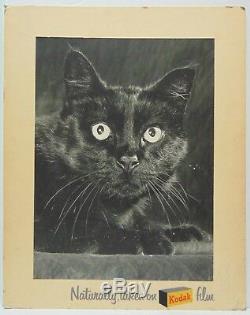Rare Old Antique Vintage 1950s KODAK FILM ADVERTISING SIGN BLACK CAT HALLOWEEN