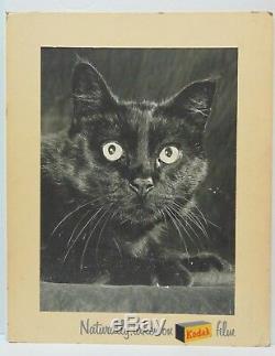 Rare Old Antique Vintage 1950s KODAK FILM ADVERTISING SIGN BLACK CAT HALLOWEEN